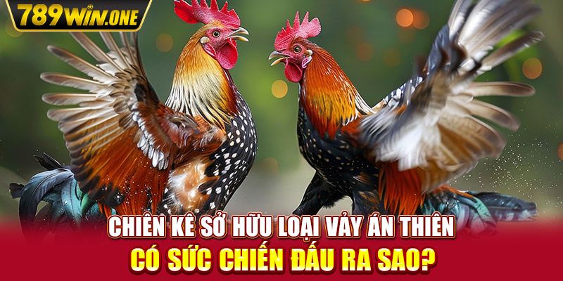 Chiên kê sở hữu loại vảy án thiên có sức chiến đấu ra sao?