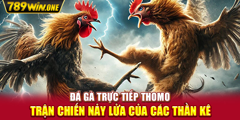 Đá Gà Trực Tiếp Thomo - Trận Chiến Nảy Lửa Của Các Thần Kê