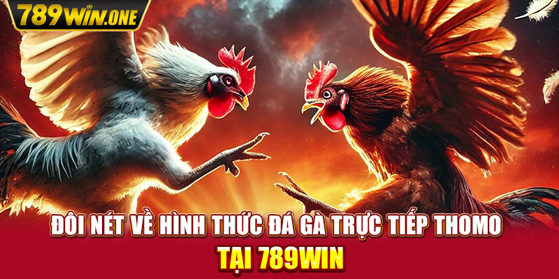 Đôi nét về hình thức đá gà trực tiếp Thomo tại 789win