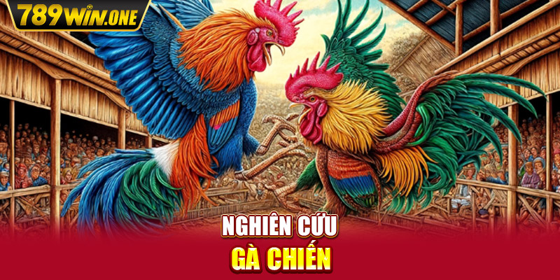 Nghiên cứu gà chiến