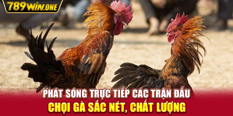 Phát sóng trực tiếp các trận đấu chọi gà sắc nét, chất lượng