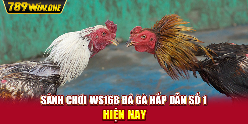 Sảnh chơi Ws168 đá gà hấp dẫn số 1 hiện nay