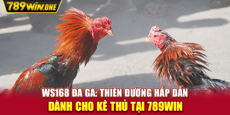 Ws168 Đá Gà: Thiên Đường Hấp Dẫn Dành Cho Kê Thủ Tại 789Win