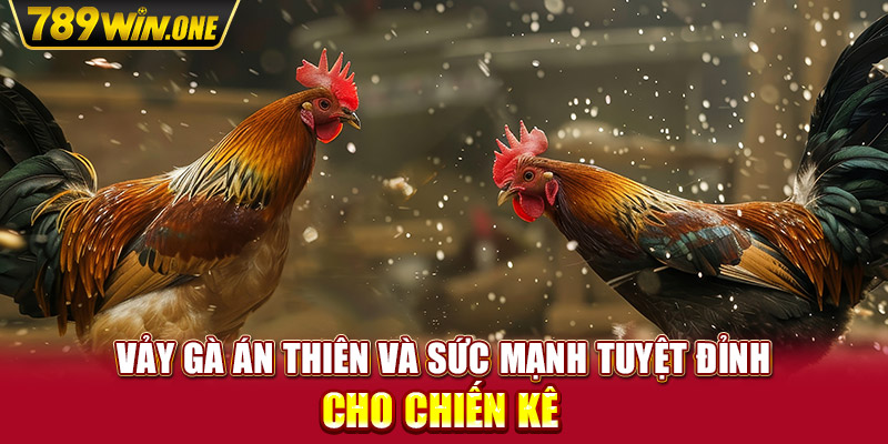 Vảy Gà Án Thiên Và Sức Mạnh Tuyệt Đỉnh Cho Chiến Kê 